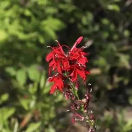 Close-up of bright red Cardinal Flower flower cluster with lush green foliage creating a vibrant garden scene.