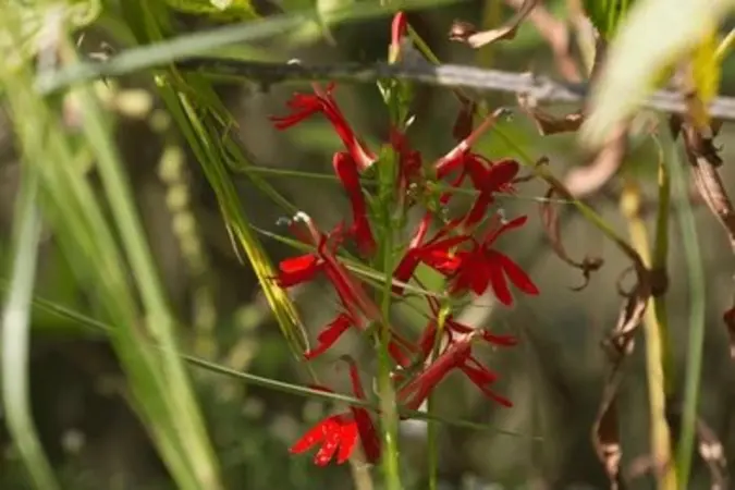Red Cardinal Flower flower spike growing among tall grasses outdoors with vivid tubular blooms and green surroundings.