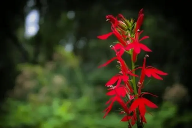 Tall red Cardinal Flower flower spike standing in a shaded woodland setting surrounded by soft green vegetation.