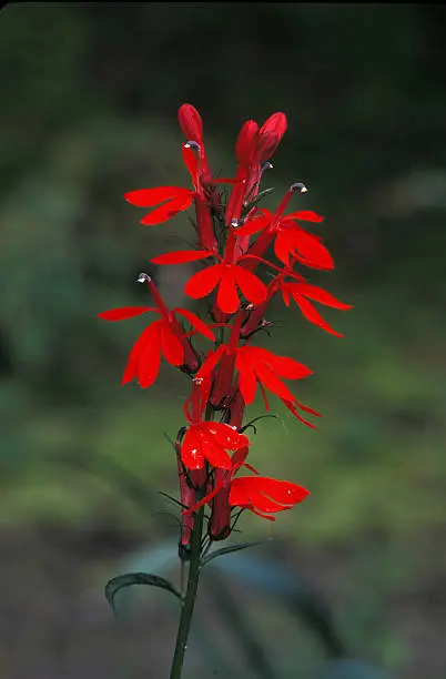 Single red Cardinal Flower flower stem standing in an open field with a peaceful natural background.