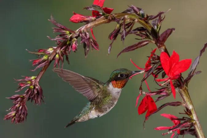 Hummingbird hovering and feeding from red Cardinal Flower flower tubular blooms filled with nectar.