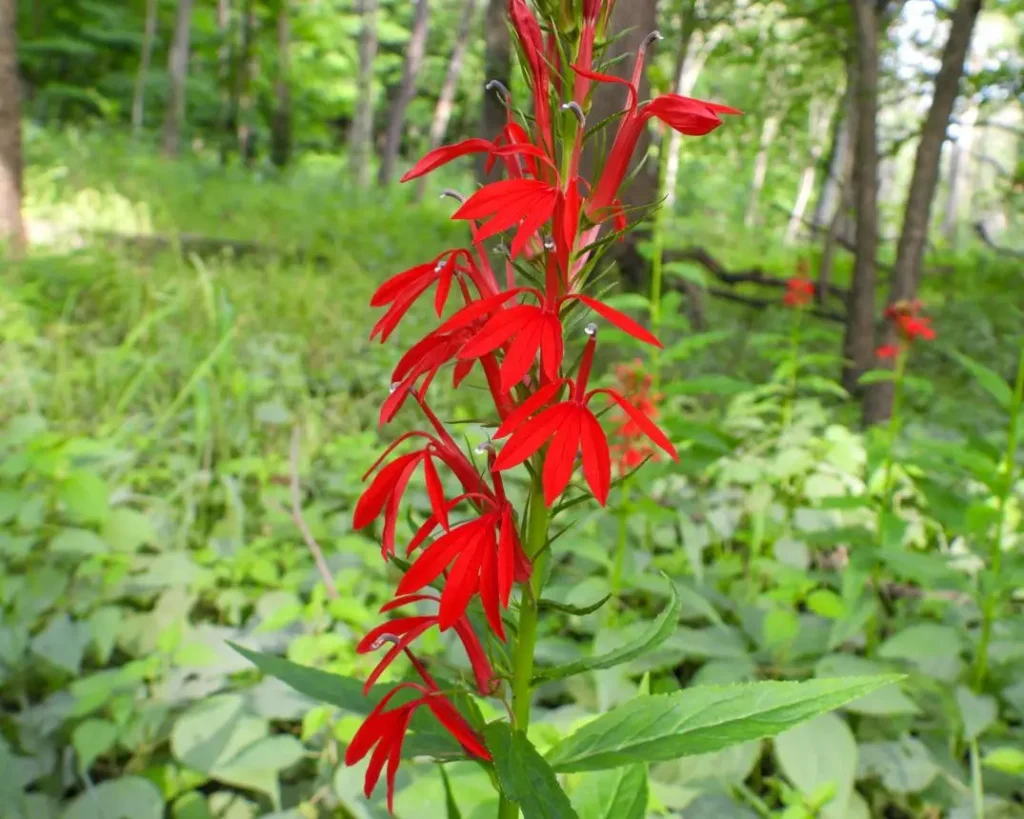 Bright red Cardinal Flower flower spike blooming in a forest clearing surrounded by green plants.