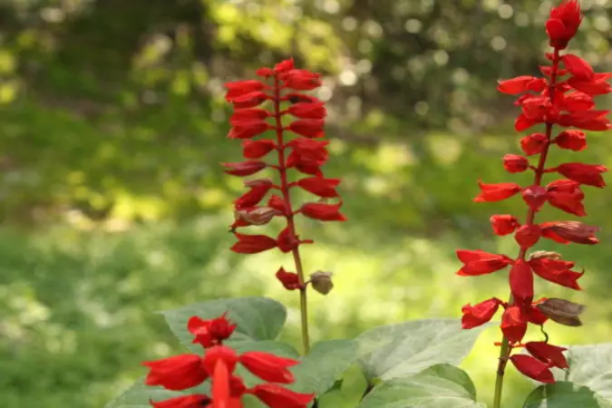 Two tall red Cardinal Flower flower spikes growing side by side in a garden with vibrant blossoms.
