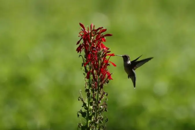 Hummingbird approaching a tall red Cardinal Flower flower spike in a green field filled with natural beauty.