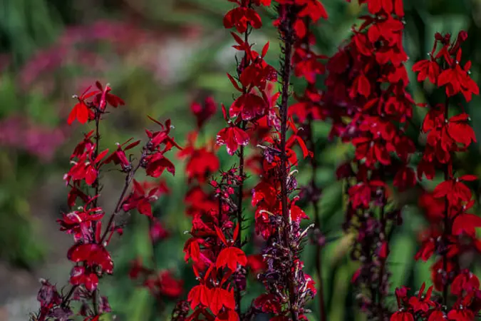 Multiple red Cardinal Flower flower spikes blooming together in a garden bed with dense foliage.