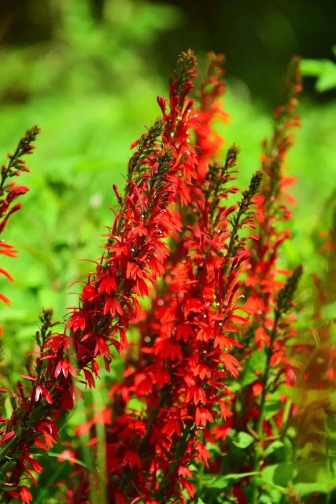 Bright red Cardinal Flower flower spikes with visible dew drops sparkling in sunlight.