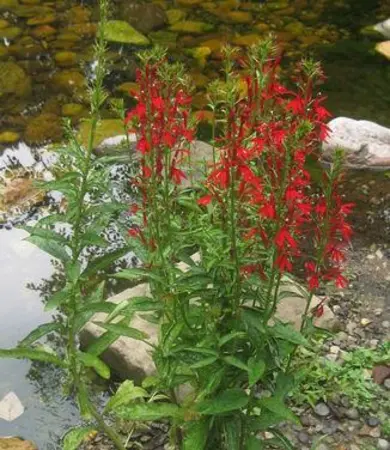 Cardinal Flower flower spikes growing beside a rock-lined garden pond in a peaceful landscape.