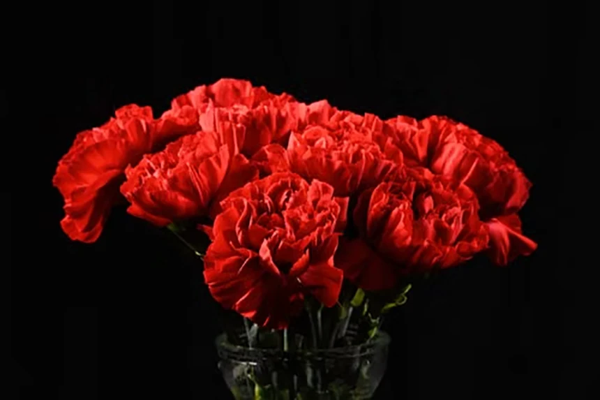 Carnation Flower