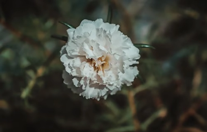 Carnation
