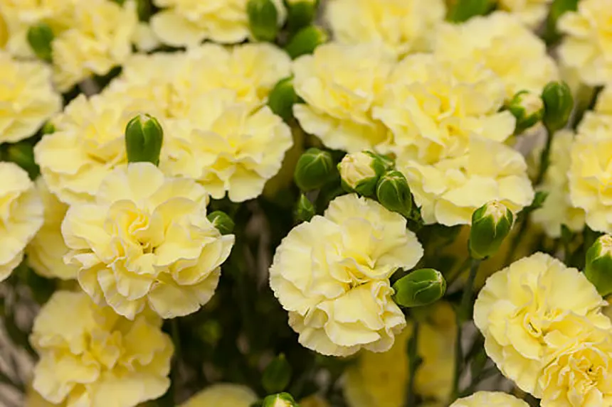 Carnations