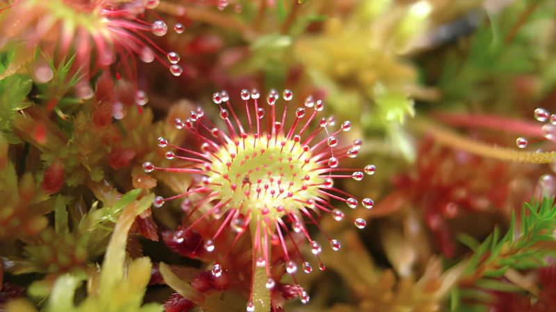 Sundew plant with insect-trapping leaves