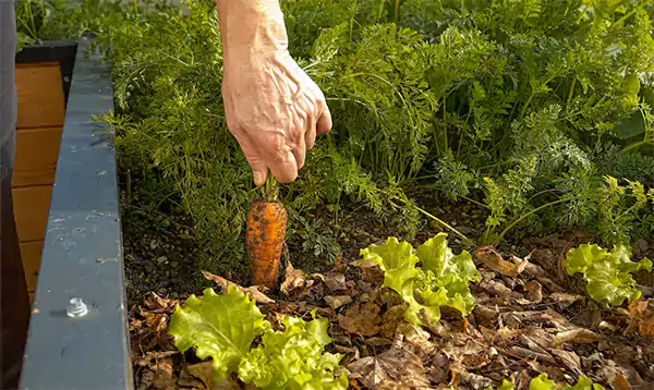 Carrots in a raised garden bed