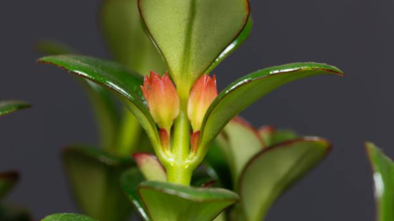 Cascading Goldfish Plant with abundant orange blooms