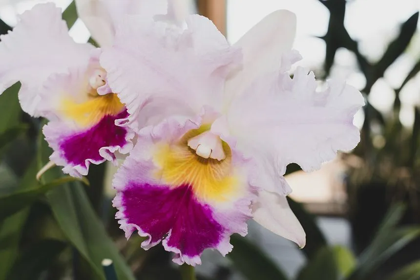 Cattleya Orchid