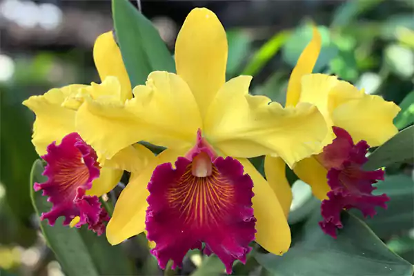 Cattleya Orchid