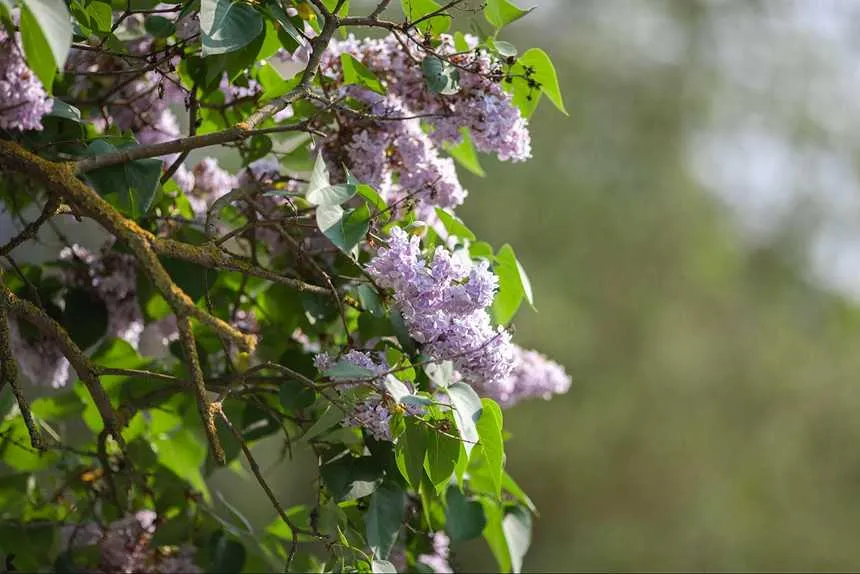 Chaste Tree