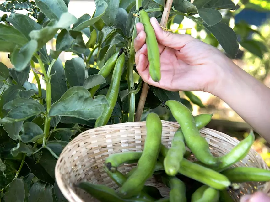 Check the Pods
