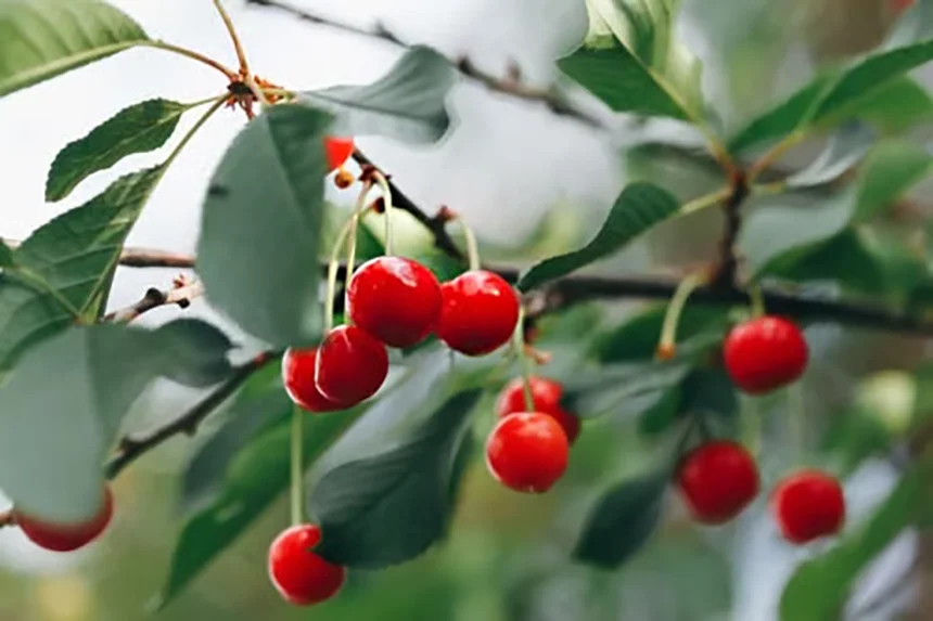 Cherries