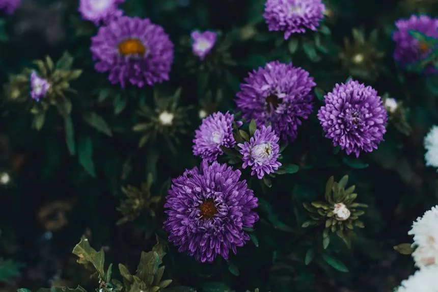 China Aster