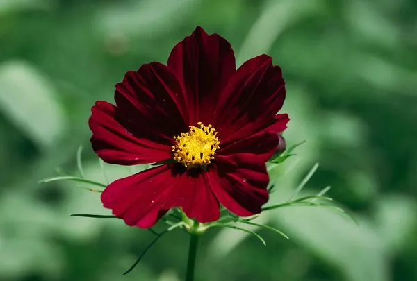 Chocolate cosmos 