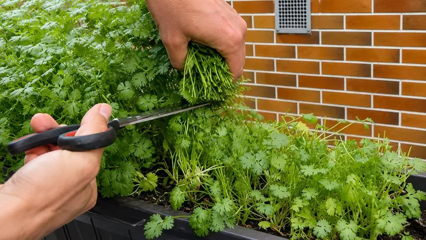 Cilantro harvesting process