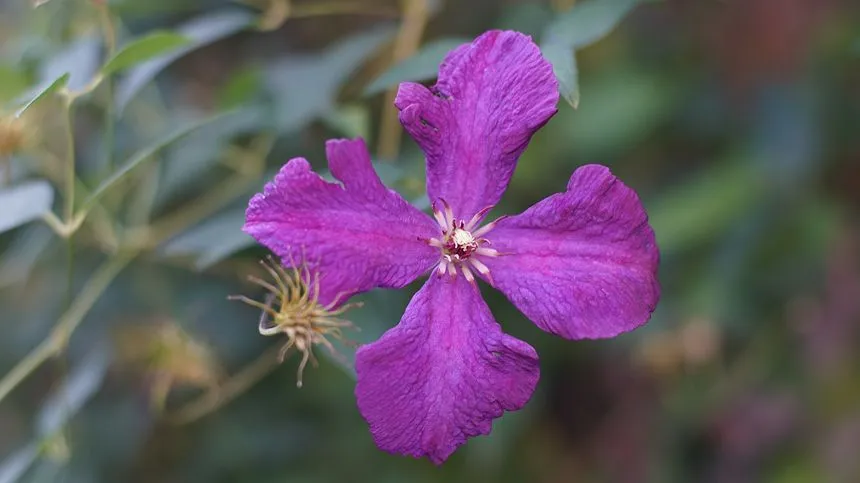 Clematis