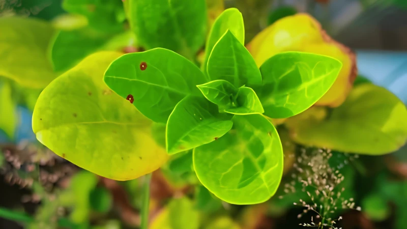 Climbing Malabar Spinach on a garden trellis
