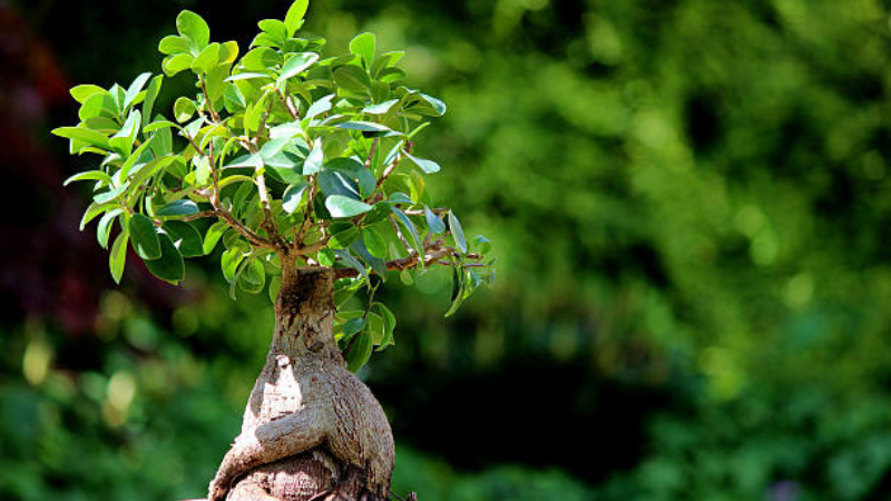 Close-up of glossy green Ginseng Ficus leaves