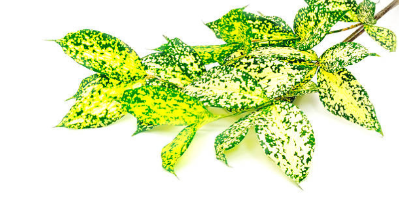 Close-up of Gold Dust Plant variegated leaves