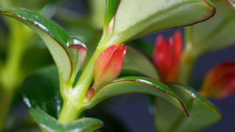 Close-up of Goldfish Plant orange tubular flowers
