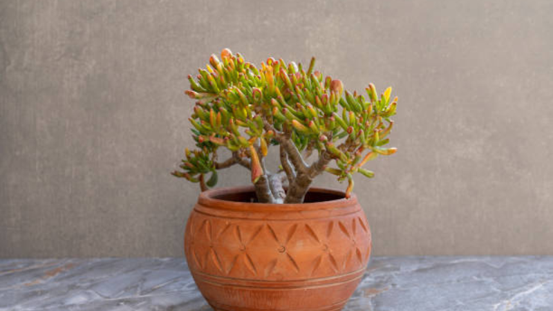 Close-up of Gollum Jade tubular green leaves