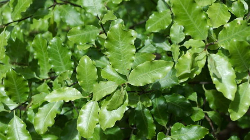 Close-up of Kohuhu evergreen leaves