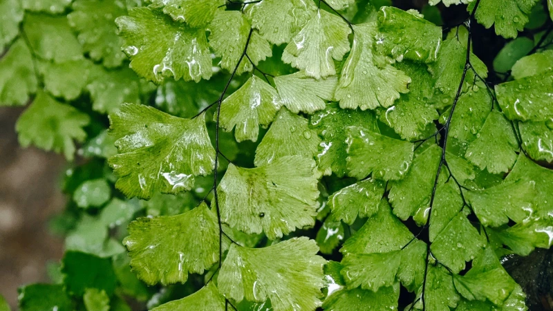 Close-up of Maidenhair Fern delicate leaflets