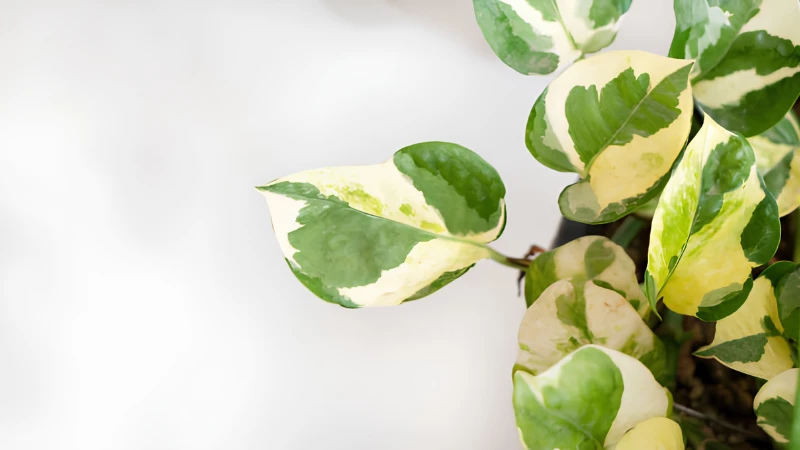 Close-up of N'Joy Pothos variegated leaves