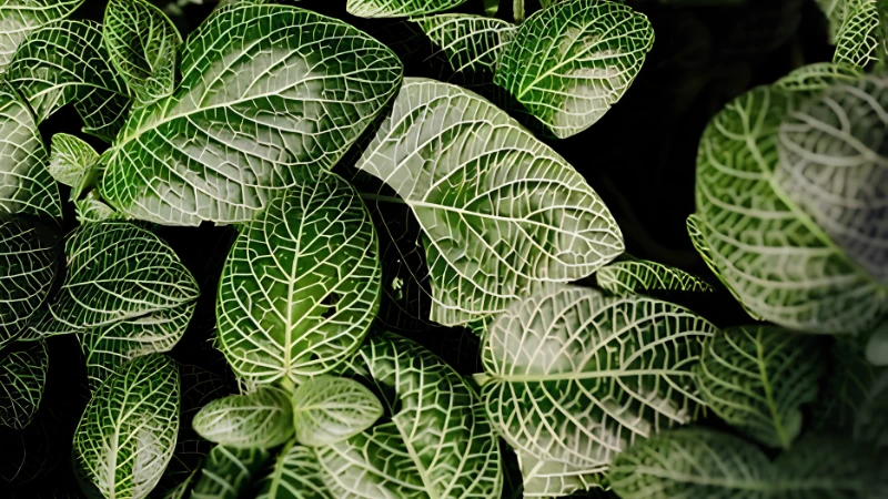Close-up of Nerve Plant with intricate leaf veins