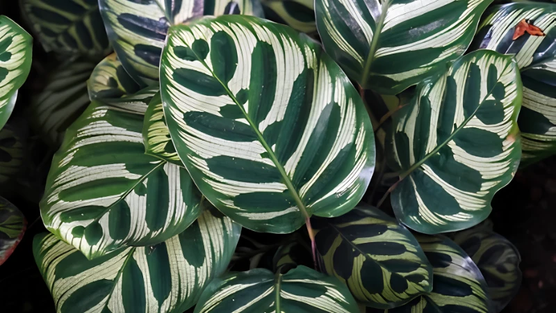 Close-up of Peacock Plant leaf patterns