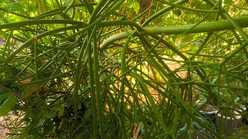Close-up of Pencil Cactus green succulent stems