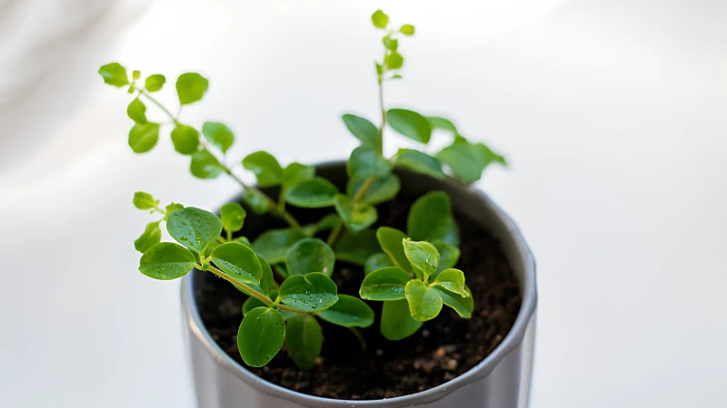 Close-up of Pepperomia Rotundifolia round leaves