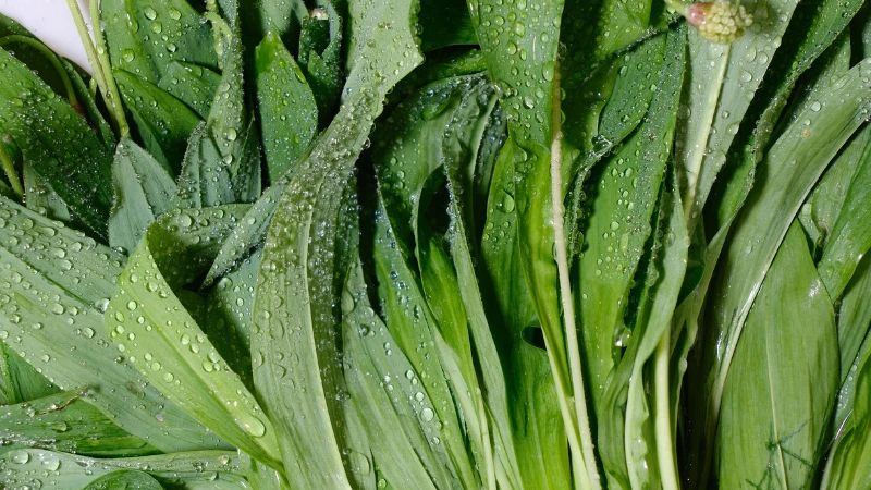 Close-up of Ramps plant foliage