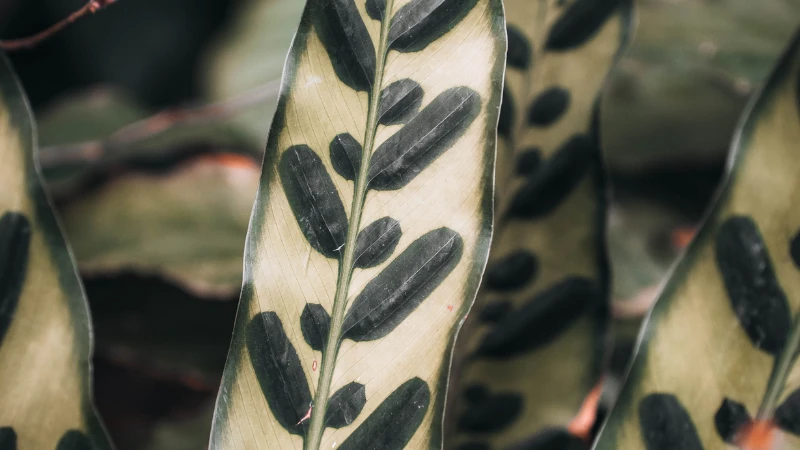 Close-up of Rattlesnake Plant leaf patterns