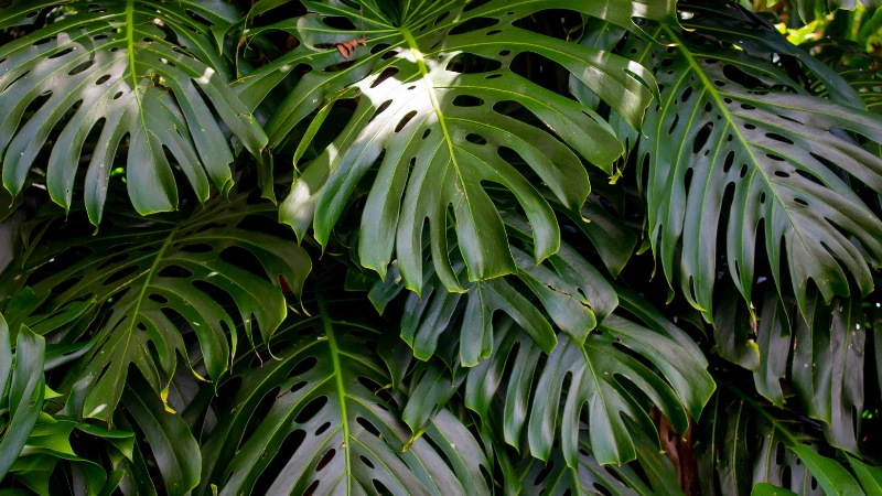 Close-up of Swiss Cheese Plant split foliage