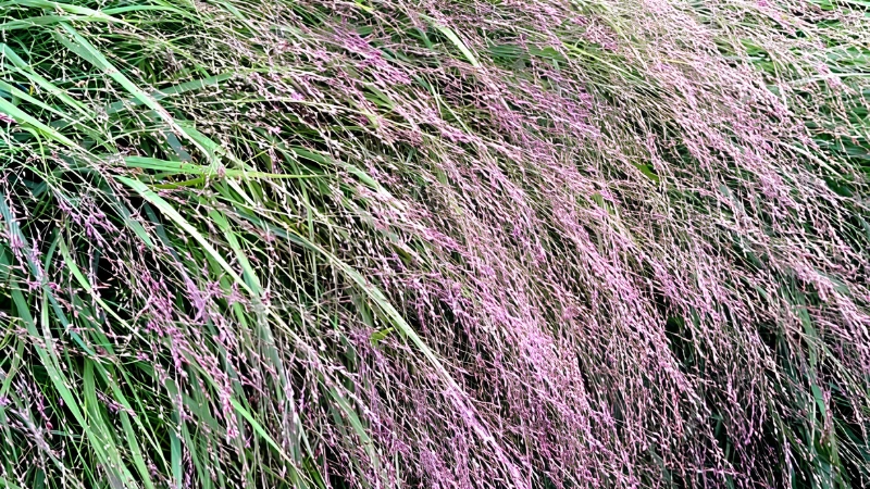 Close-up of Switch Grass foliage