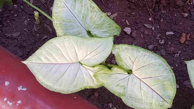 Close-up of Syngonium Albo variegated foliage