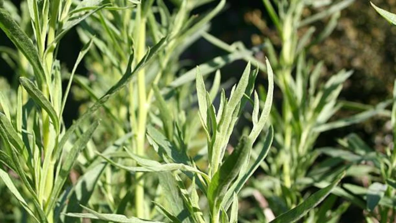 Close-up of Tarragon herb leaves