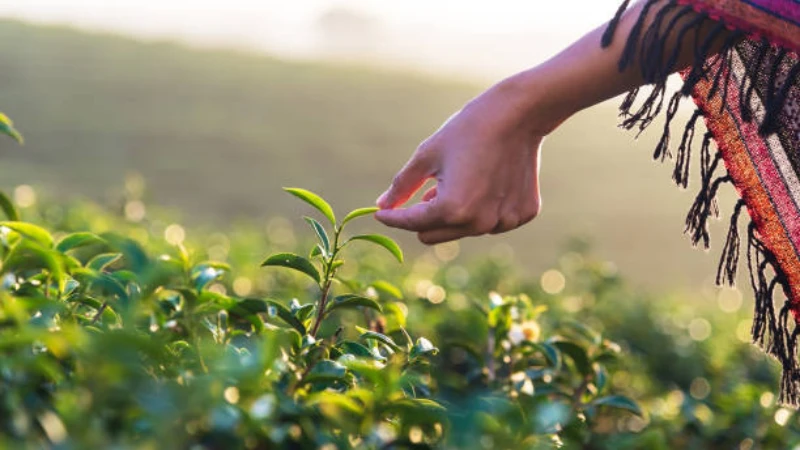 Close-up of Tea Plant fresh leaves