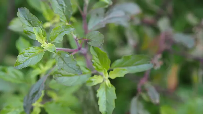 Close-up of Thai Basil aromatic foliage