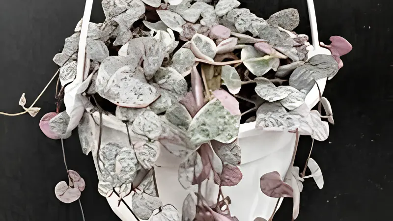 Close-up of Variegated String of Hearts foliage
