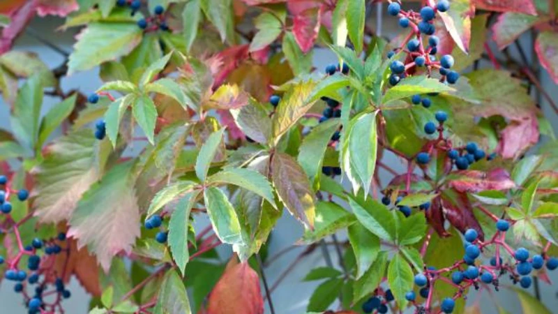 Close-up of Virginia Creeper five-lobed leaves