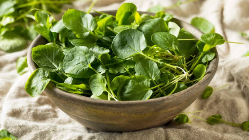 Close-up of Watercress green foliage
