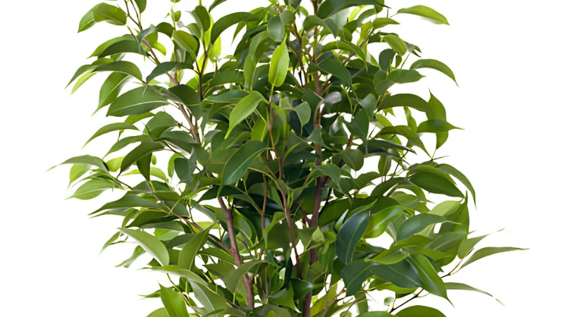Close-up of Weeping Fig glossy leaves